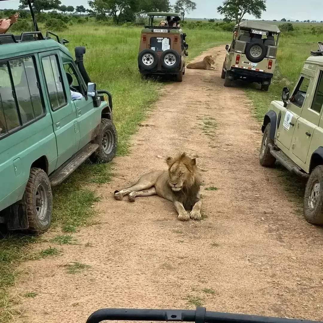 Tanzania Safari