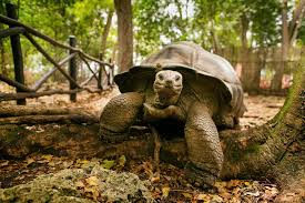 Giant Tortoises on Prison Island